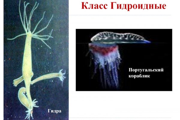 Кракен тор krakens13 at