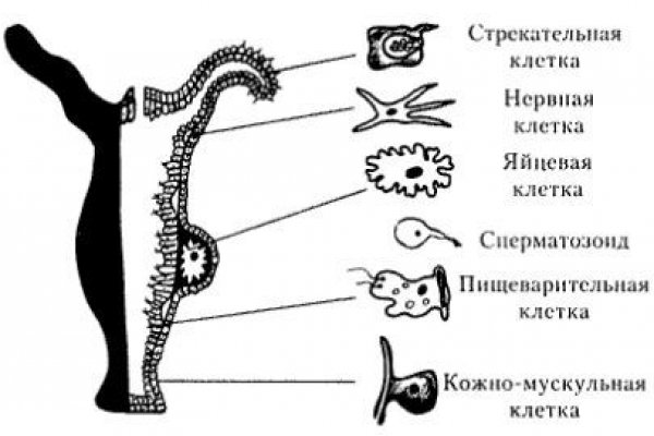 Кракен ссылка маркет